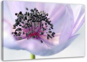 Obraz na plátně Fialová květina Příroda Makro - 100x70 cm