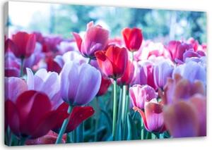 Obraz na plátně Tulipány Červený fialový květ - 120x80 cm
