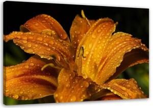 Obraz na plátně Lilie Květina Přírodní rostliny - 100x70 cm