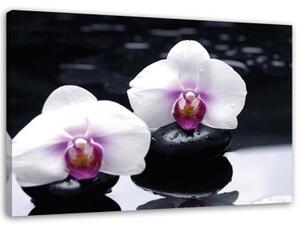 Obraz na plátně Orchidej Zen Stones Purple - 60x40 cm