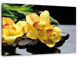 Obraz na plátně Orchidej Žlutý květ - 90x60 cm
