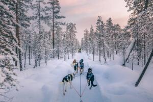 Fotografia Husky dog sledding in Lapland, Finland, serts