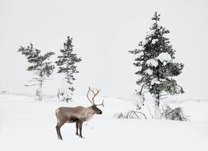 Fotografia Reindeer standing in snowy winter landscape, RelaxFoto.de