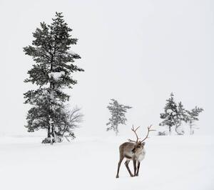 Fotografia Reindeer standing in snow in winter, RelaxFoto.de