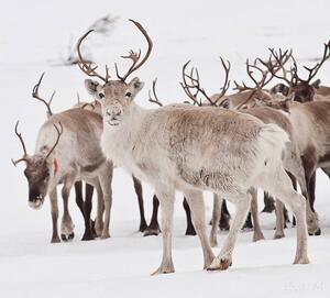 Fotografia Reindeer with antlers, Eva Mårtensson