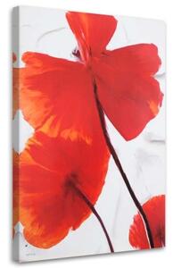 Obraz na plátně Makový květ Červená příroda - 40x60 cm