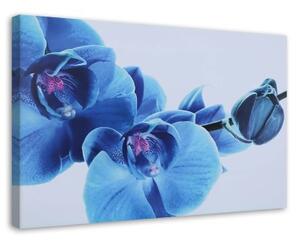 Obraz na plátně Orchidej Květy Modrá - 120x80 cm