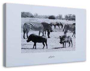 Obraz na plátně Afrika Savana Zvířata - 120x80 cm