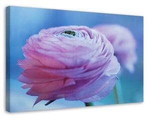 Obraz na plátně Pivoňka Květ Makro Příroda - 100x70 cm
