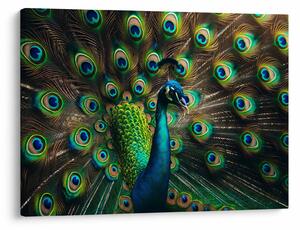 Obraz – Páv (70x50 cm)