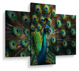 Obraz – Páv (90x60 cm)