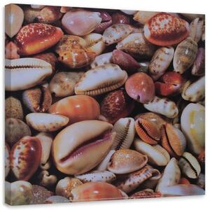 Obraz na plátně Mušle Moře Příroda - 40x40 cm
