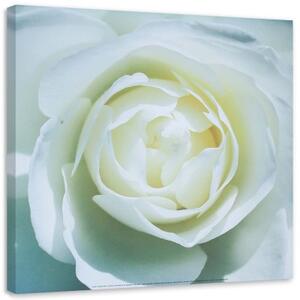 Obraz na plátně Květ bílé růže - 40x40 cm