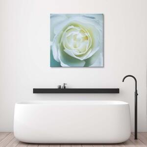 Obraz na plátně Květ bílé růže - 30x30 cm