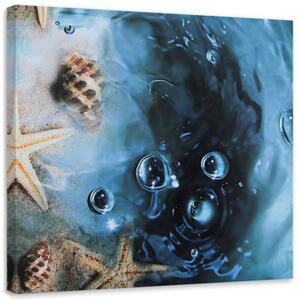 Obraz na plátně Mušle Moře Příroda Voda - 40x40 cm