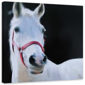 Obraz na plátně Zvířata bílého koně - 30x30 cm