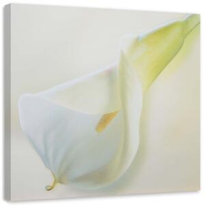 Obraz na plátně Květiny Callas Příroda Bílá - 30x30 cm