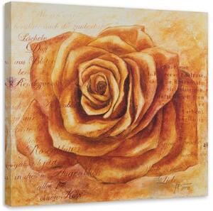 Obraz na plátně Rose Flower Orange - 30x30 cm