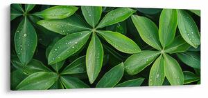 Obraz - Listy s kvapkami rosy (120x50 cm)