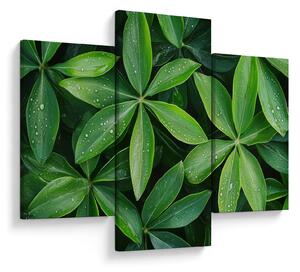 Obraz - Listy s kvapkami rosy (90x60 cm)