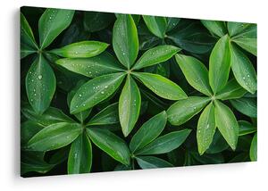 Obraz - Listy s kvapkami rosy (90x60 cm)