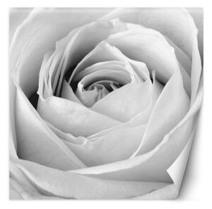 Fototapeta, Bílé květy růží - 200x200 cm