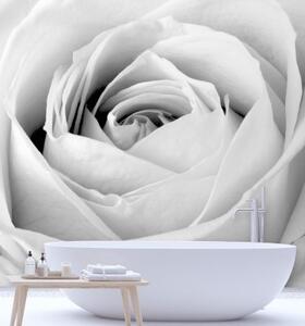 Fototapeta, Bílé květy růží - 100x100 cm