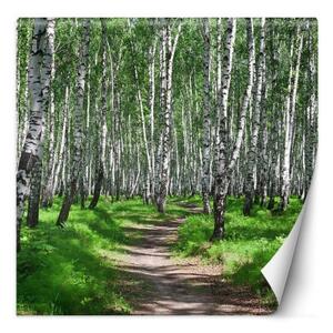 Fototapeta, Březový les stromy příroda - 150x150 cm