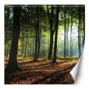 Fototapeta, Les Stromy Slunce Příroda Krajina - 150x150 cm