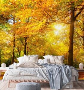 Fototapeta, Podzimní les na slunci - 100x100 cm