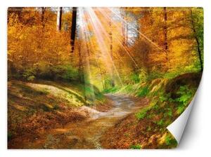 Fototapeta, Podzimní lesní příroda - 400x280 cm
