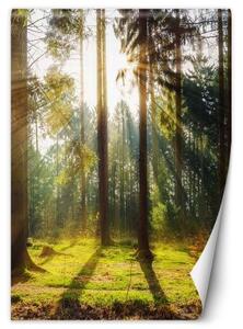 Fototapeta, Ranní slunce v lese - 100x140 cm