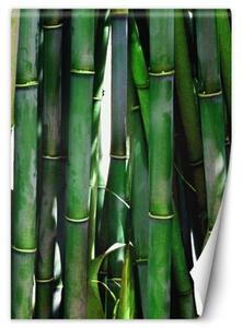 Fototapeta, Zelená bambusová textura - 100x140 cm