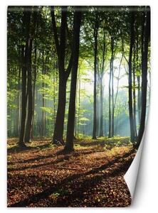 Fototapeta, Ráno v zeleném lese - 100x140 cm