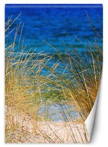 Fototapeta, Vysoká tráva u moře - 100x140 cm