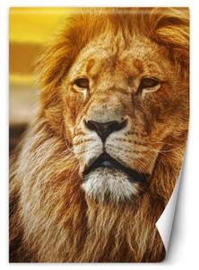 Fototapeta, Lví král - 100x140 cm