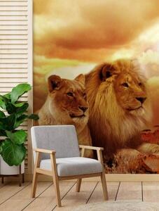 Fototapeta, Kočky lev pár zvířat - 100x140 cm