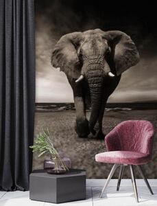 Fototapeta, Slon Zvíře Afrika - 100x140 cm
