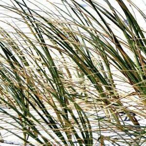 Ozdobný paraván Sluneční tráva na mořské pláži - 180x170 cm, päťdielny, klasický paraván