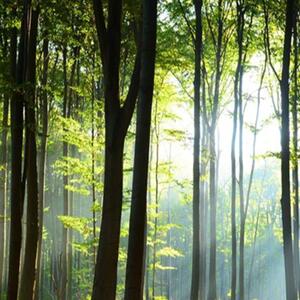 Ozdobný paraván Lesní stromy Krajina - 180x170 cm, päťdielny, klasický paraván