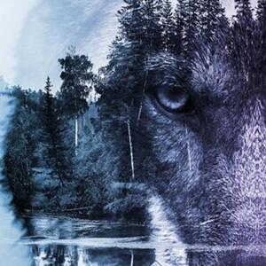 Ozdobný paraván Lesní vlk Zvířata Příroda - 110x170 cm, trojdielny, klasický paraván