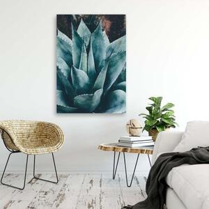 Obraz na plátně Květní listy agáve - 40x60 cm