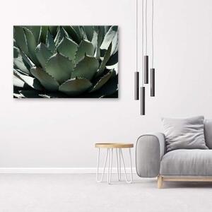Obraz na plátně Sukulentní rostlina zelená - 60x40 cm