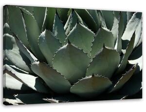 Obraz na plátně Sukulentní rostlina zelená - 60x40 cm