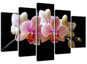 Obraz na plátně pětidílný Růžová orchidej - 100x70 cm