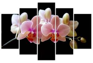 Obraz na plátně pětidílný Růžová orchidej - 100x70 cm