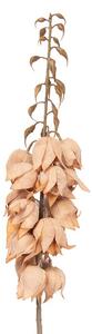 Dekorácia umelá kvetina Yucca s lososovými kvetmi - 12*12*100 cm - Clayre & Eef