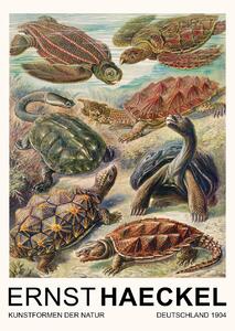 Umelecká tlač Chelonia–Schildkröten / Turtles (Vintage Academia) - Ernst Haeckel, (30 x 40 cm)