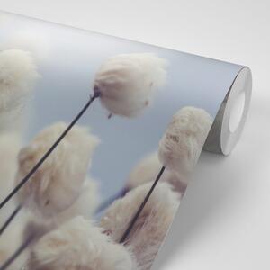 Samolepiaca fototapeta arktické kvety bavlny