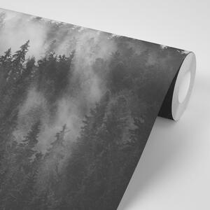 Samolepiaca fototapeta les v čiernobielej hmle